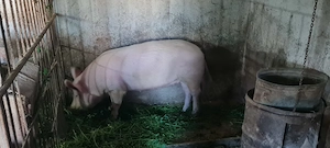 Purcica 120-140kg Marele Alb  - imagine 2