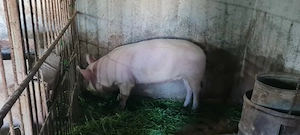 Purcica 120-140kg Marele Alb  - imagine 3