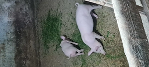 Purcei 8 săptămâni 