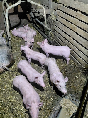 vând purcei  - imagine 1