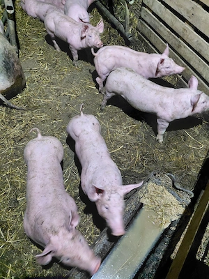 vând purcei  - imagine 3