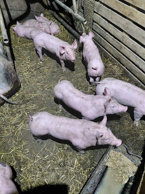 vând purcei  - imagine 4