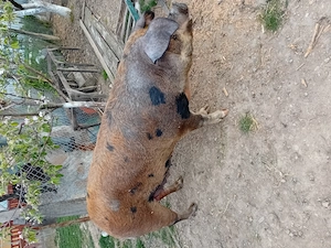 Vind 2 scroafe  pentru sacrificare  sau pentru montare  - imagine 2