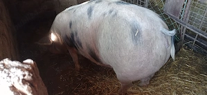 Vând purcea 140 kg  - imagine 2