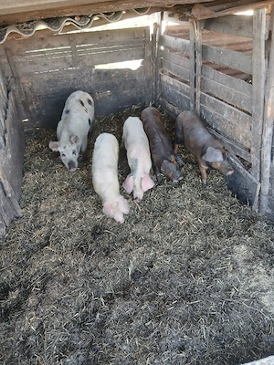 de vânzare 5 bucăți 4 de 35 40 kg unul și 1 de55 60 kg - imagine 2