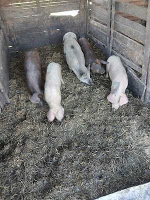 de vânzare 5 bucăți 4 de 35 40 kg unul și 1 de55 60 kg - imagine 4