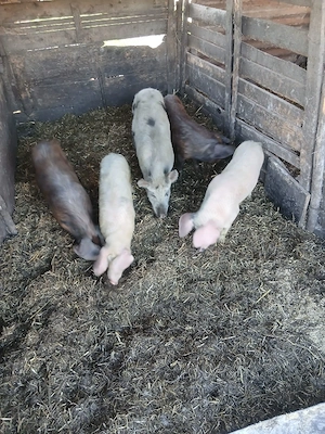 de vânzare 5 bucăți 4 de 35 40 kg unul și 1 de55 60 kg - imagine 3