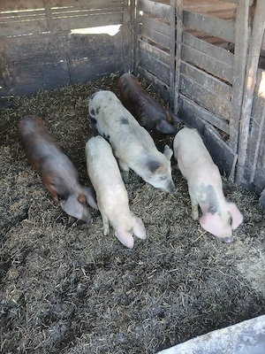 de vânzare 5 bucăți 4 de 35 40 kg unul și 1 de55 60 kg