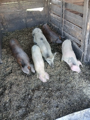 de vânzare 5 bucăți 4 de 35 40 kg unul și 1 de55 60 kg - imagine 5