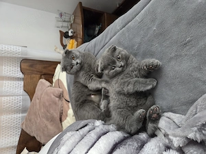 Fetiță Scottish  - imagine 2