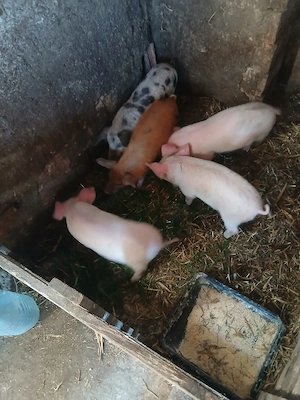 de vânzare 5 bucăți castrați și vaccinați 