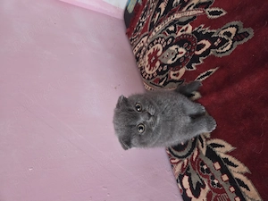 Fetiță Scottish  - imagine 3