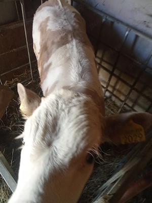 vitel de vanzare  - imagine 4