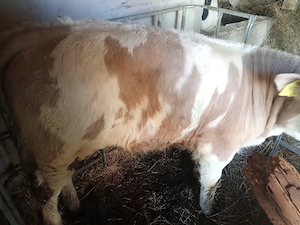 vitel de vanzare  - imagine 2