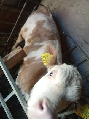 vitel de vanzare  - imagine 3