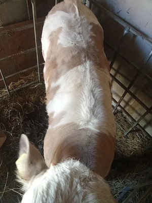 vitel de vanzare  - imagine 5