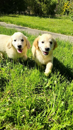 Golden retriever femele - imagine 4