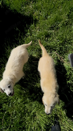 Golden retriever femele - imagine 2