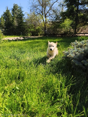 Golden retriever femele - imagine 3