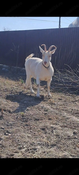 Iada sannen are 1 an jumate ,de vanzare  - imagine 5