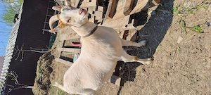 Iada sannen are 1 an jumate ,de vanzare  - imagine 3