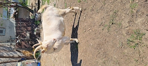 Iada sannen are 1 an jumate ,de vanzare  - imagine 2