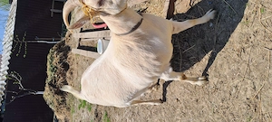 Iada sannen are 1 an jumate ,de vanzare  - imagine 4