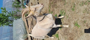 Iada sannen are 1 an jumate ,de vanzare 