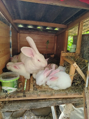 De vânzare Uriaș German