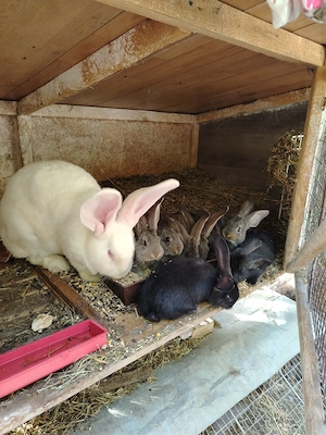 De vânzare Uriaș German - imagine 2