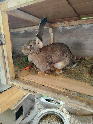 De vânzare Uriaș German - imagine 3