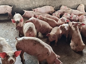 soldani 40-43 kg - imagine 3