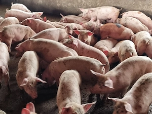 soldani 40-43 kg - imagine 2