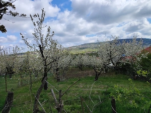 vind teren intravilan în com Bârnova jud Iași bun pentru construcție, cu utilități 1150 mp Tel 07468