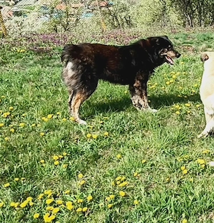 Vând câine ciobănesc  - imagine 3