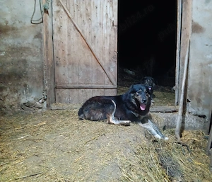 Vând câine ciobănesc  - imagine 4