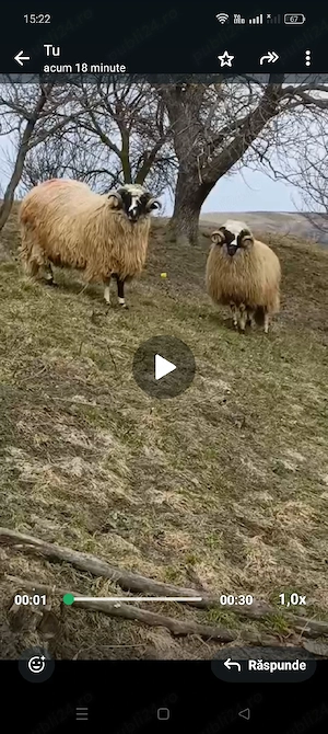 fă mi berbec breaz mior - imagine 2