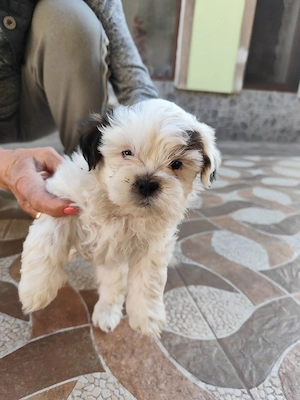 vand puiuti Shih-tzu  - imagine 4