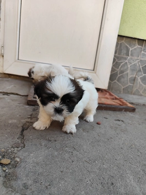 vand puiuti Shih-tzu  - imagine 5