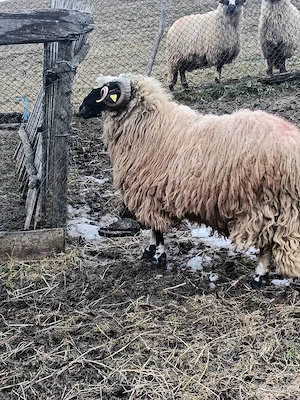 fă mi berbec breaz mior - imagine 4