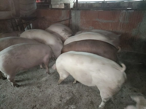 Vând porci și purcei de carne  - imagine 9