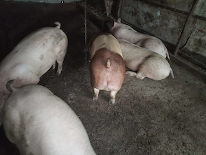 Vând porci și purcei de carne  - imagine 4