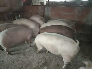 Vând porci și purcei de carne  - imagine 3