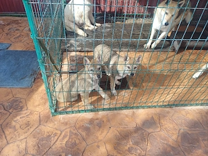 vand catei lup cehoslovac  - imagine 4