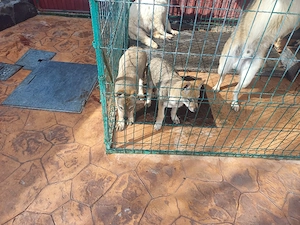 vand catei lup cehoslovac  - imagine 2