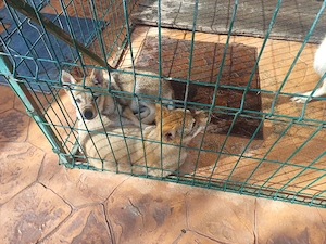 vand catei lup cehoslovac 