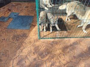 vand catei lup cehoslovac  - imagine 3