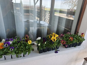 Centru îngrijiri medicale Inima Naturii - imagine 4