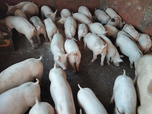  Vand  porci și purcei de carne  - imagine 4