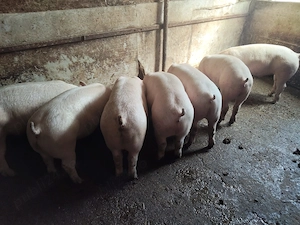  Vand  porci și purcei de carne  - imagine 3